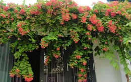 Lời khuyên dành cho những gia đình đang trồng sử quân tử