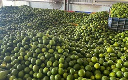 Khách Hàn 'sốc' với một loại quả bán đầy chợ Việt chỉ vì: "Ở Hàn là 200.000 đồng 1 cân"