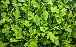 6 loại rau củ có tốc độ phát triển nhanh, chỉ vài tuần là được thu hoạch