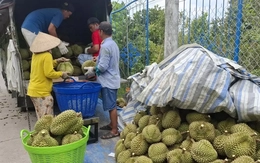 Sầu riêng rớt giá thê thảm