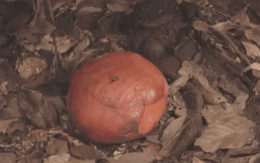 Loài hoa vô lý nhất thế giới: Nặng 10kg, to hơn 1 mét, không có thân, rễ nhưng mùi hương mới là thứ ám ảnh