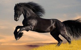 4 con giáp càng khiêm tốn càng dễ tăng thu nhập: Nhiều cơ hội tài chính đến từ mối quan hệ bền vững