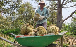 Sầu riêng lại rớt giá