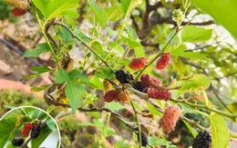 Lời khuyên dành cho những gia đình đang trồng cây dâu tằm