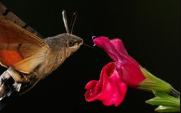 Người đàn ông đăng ảnh "con vật lạ" lên Facebook, chuyên gia tìm đến: Loài này đã 'sống lại' sau 17 năm