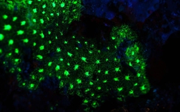 Sâu 385 mét trong một hang động ở đáy biển Nhật Bản, một chớp sáng xanh bí ẩn đã hé lộ điều "chưa từng biết trước đây"