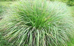 Lời khuyên đến những gia đình đang trồng sả