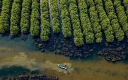 Lợi thế “rừng vàng, biển bạc”, Việt Nam có thể khai mở “kho báu” 40 tỷ USD cả thế giới theo đuổi