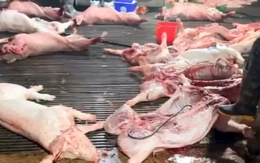 Phụ huynh đề nghị làm rõ thông tin bếp ăn trường học nào đã tiêu thụ lợn bệnh