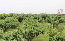 Nguy cơ mất mùa vải thiều