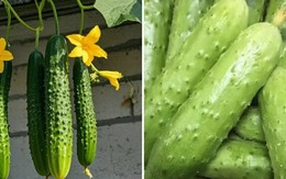 Đừng tùy tiện chọn bất kỳ quả dưa chuột nào! Tránh 4 lỗi này thì những người bán rau phải gọi bạn là chuyên gia