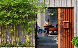 Đừng trồng 6 loại cây này sát nhà kẻo "rước họa"
