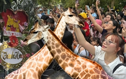 ĐỘC LẠ NGÀY LỄ: Biển người đổ bộ Thảo Cầm Viên từ sớm chỉ để... dự đám cưới hươu cao cổ!