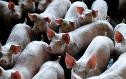60 tấn thịt lợn ám ảnh quốc gia giàu nhất châu Á: Nhiều nông hộ đang lỗ 1 triệu đồng/con, dư thừa hàng loạt 'chung cư lợn'
