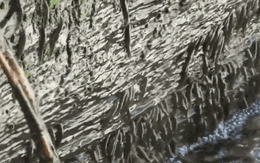 Lần đầu ghi nhận hiện tượng hàng ngàn con cá leo vách thác thẳng đứng cao 15m suốt 10 giờ: Lý do là gì?