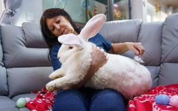 Chú thỏ khổng lồ nặng gần 10kg sống như ông hoàng trong phòng ngủ riêng