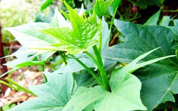 3 loại rau nên trồng trong vườn tháng 4: Bổ như "sâm", 20 ngày có rau ăn