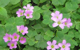 Loại rau dại quen mặt trong vườn, nấu canh chua cực ngon, hóa ra lại “giàu giá trị” cho sức khỏe