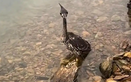 Loài chim bí ẩn nhất thế giới, chỉ còn lại 1.000 cá thể