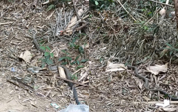 Anh nông dân SN 1990 hốt hoảng bắt gặp 'vị khách' chứa chất kịch độc trong vườn: Công an lập tức xuất hiện gây ngỡ ngàng