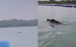 Thấy 'thủy quái' bơi vụt qua trước mặt, nhóm người vội gọi hỗ trợ, chuyên gia nói: Đây là điều rất hiếm!