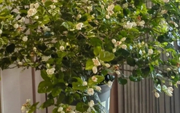 Không phải kim tiền, đây mới là 4 loài cây người giàu thích mê, vừa thẩm mỹ, vừa tốt cho sức khỏe cả nhà