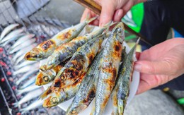 Loại cá nhiều omega-3 hơn cá hồi, được Mỹ đánh giá tốt bậc nhất thế giới: Ngư dân Việt coi là “lộc biển”