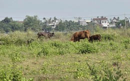 Công trình hơn 185 tỷ làm gần 1 thập kỷ không xong, thành nơi chăn thả bò