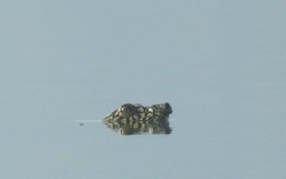 Loài vật chỉ còn 2 cá thể trên thế giới bất ngờ xuất hiện, ai thấy cũng nói quá may mắn