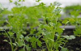 Loại rau giúp đào thải kim loại nặng tự nhiên, Việt Nam có rất nhiều