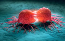 Canada phát triển vi khuẩn “ăn khối u”, mở hướng điều trị ung thư từ bên trong