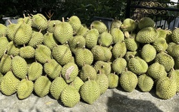 Giá sầu riêng Ri6 rơi tự do, nông dân đứng ngồi không yên