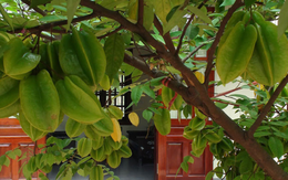 5 cây ăn quả tránh trồng trước nhà