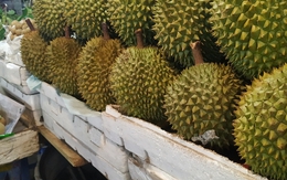 Lời khuyên khi mua sầu riêng