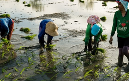 Buồn của quốc gia nhập khẩu gạo lớn nhất thế giới: Sản lượng nội địa sắp giảm mạnh gần 1 nửa, nông dân chịu cú sốc kép