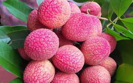 Loại vải to như quả trứng gà, giá 400.000 đồng/kg vẫn không có hàng để ăn tại Thanh Hà
