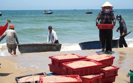 Ruốc xuất hiện dày đặc, ngư dân Đà Nẵng 'bỏ túi' bạc triệu sau vài giờ vươn khơi