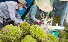 Sốt ruột vì giá sầu riêng chưa thoát đáy