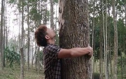 Loại gỗ được ví 'đắt hơn vàng', thế giới ráo riết cứu: Việt Nam từng ghi nhận chỉ 8 cây ngoài tự nhiên