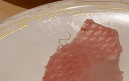 Kinh hoàng cảnh sinh vật lạ "ngọ nguậy" bò ra từ miếng cá sống tại nhà hàng sushi nổi tiếng