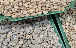 Giá cà phê hôm nay 14-5: Robusta tăng mạnh