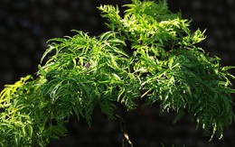 Vì sao người xưa thường trồng một cây đinh lăng trong nhà?