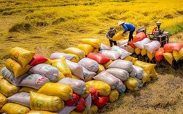 Xuất khẩu 70.000 tấn gạo Việt xanh phát thải thấp