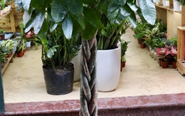 7 lý do nên trồng cây kim ngân trong nhà