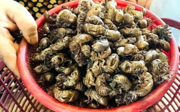 Thương lái bất ngờ thu mua 1 loại xác động vật giá 2 triệu đồng/kg, người dân đổ xô vào rừng tìm