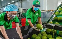 Bưởi, chanh Việt Nam rộng cửa vào thị trường Trung Quốc