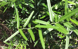 Ngỡ là cây dại ven đường, ai ngờ phần rễ bán tới 10 triệu/kg, vẫn có người mua