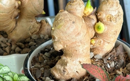 5 lý do nên trồng gừng trong nhà