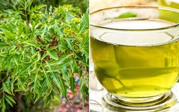 Đinh lăng "bổ như sâm" nhưng 9 nhóm người này không nên dùng kẻo rước họa vào thân