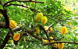5 lý do vì sao bạn nên trồng 1 cây khế tại nhà